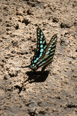 Graphium policenes