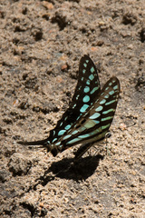 Graphium policenes
