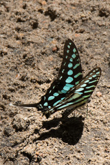 Graphium policenes
