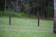 Leucosarcia melanoleuca