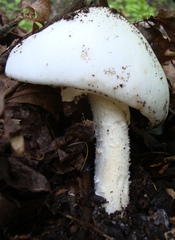 Phalloideae