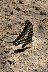 Graphium policenes