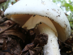Phalloideae