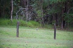 Leucosarcia melanoleuca