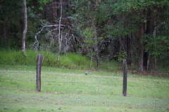 Leucosarcia melanoleuca