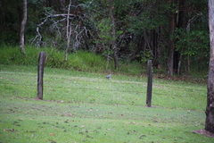 Leucosarcia melanoleuca