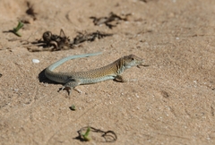 Acanthodactylus aureus