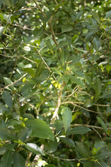 Peddiea africana