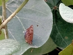 Arhopala centaurus nakula