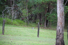 Leucosarcia melanoleuca