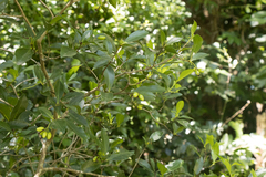 Peddiea africana