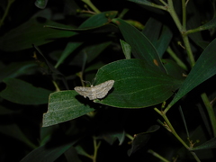 Phelotis cognata
