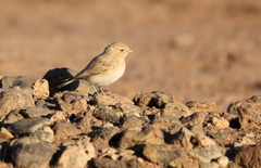 Ammomanes cinctura