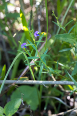 Polygala amatymbica