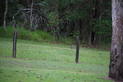 Leucosarcia melanoleuca