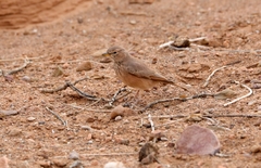 Ammomanes deserti