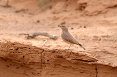 Ammomanes deserti