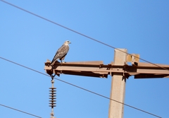 Buteo rufinus cirtensis