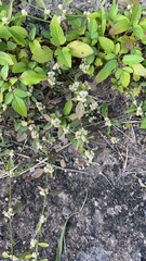 Alternanthera bettzickiana