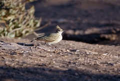 Galerida cristata macrorhyncha