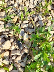 Carabus