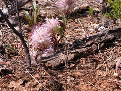 Ptilotus manglesii