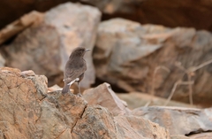 Oenanthe leucura