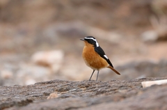 Phoenicurus moussieri