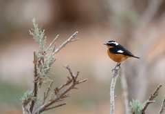 Phoenicurus moussieri