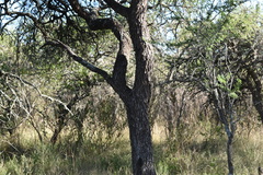Prosopis nigra
