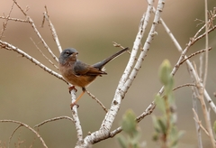 Curruca deserticola