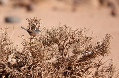 Curruca deserticola