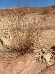 Lavandula subnuda
