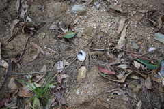 Sphaerospira fraseri