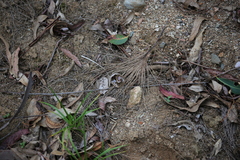 Sphaerospira fraseri