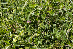 Sphenostylis angustifolia