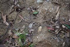 Sphaerospira fraseri