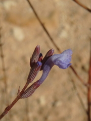Lavandula subnuda