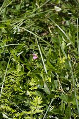 Sphenostylis angustifolia