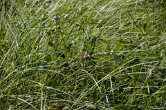 Sphenostylis angustifolia