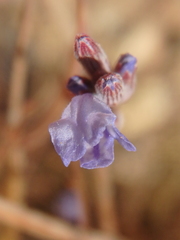 Lavandula subnuda