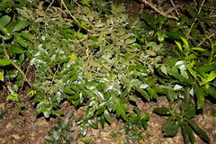 Suregada africana