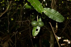 Tabernaemontana ventricosa