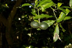 Tabernaemontana ventricosa