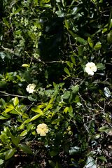 Thunbergia dregeana
