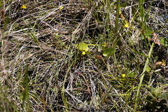 Utricularia prehensilis