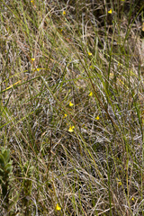 Utricularia prehensilis