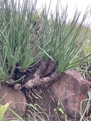Aloe dominella