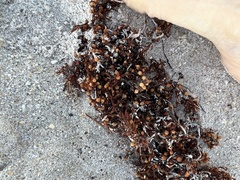 Sargassum fluitans