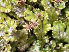 Marchantia polymorpha